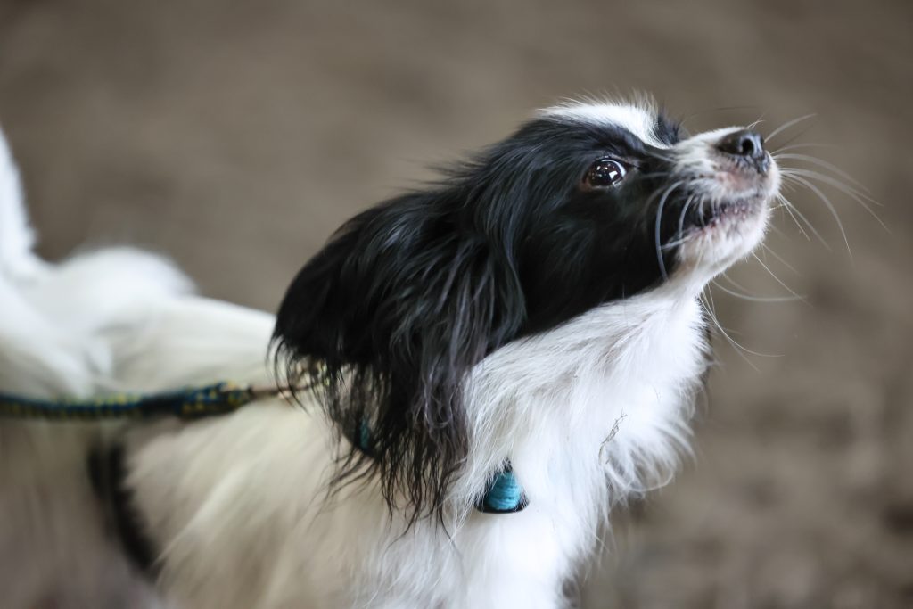 A small dog howling